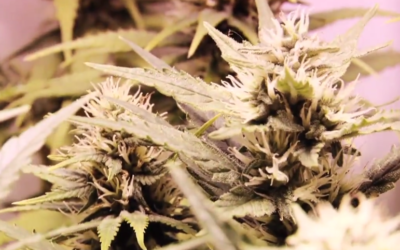 Watch Marijuana Grow in 2 1/2 Minutes