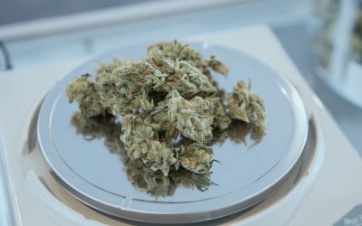 How to Tell the Difference Between Indica and Sativa Cannabis Strains